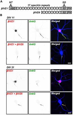 Developmental Changes in Expression of βIV Spectrin Splice Variants at Axon Initial Segments and Nodes of Ranvier